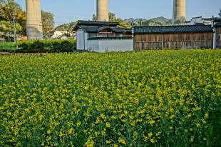 金黄油菜花田的田园风光