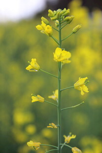一枝绽放的黄色油菜花