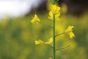 一枝绽放的黄色油菜花