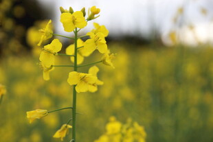 春日油菜花特写
