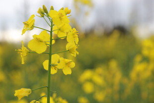 春日油菜花特写