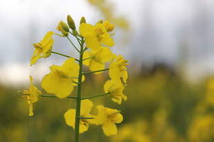 一枝绽放的黄色油菜花