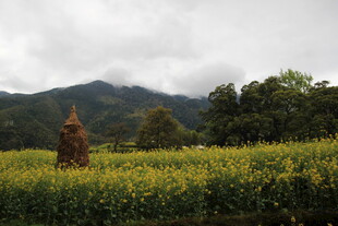 田野中的稻草人及金黄作物