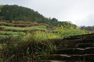 山间草径 自然野趣景致