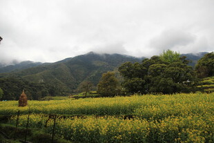 山间油菜田 田园好风光