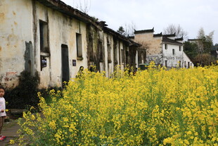 乡村老屋旁的灿烂油菜花