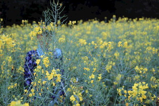 金黄油菜花田中的身影