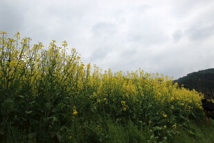 金黄油菜花田中的景象