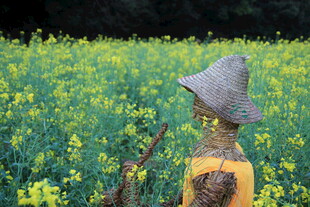 田野中的稻草人
