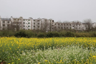 田野繁花与远处居民区
