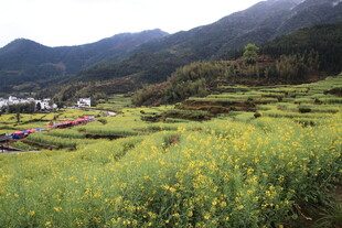 山间油菜田 田园好风光