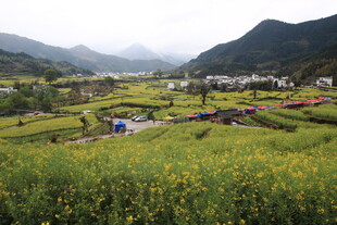 山间田园花海美景