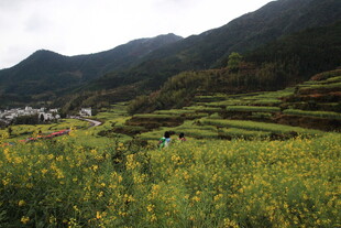 山间油菜田中的劳作景象