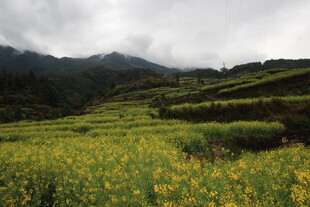 山间油菜花田美景