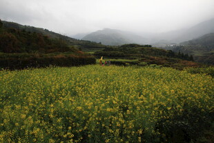 山间油菜花海美景