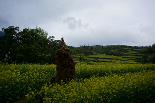 田野中的古朴石像