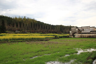 田园风光中的油菜田与村落