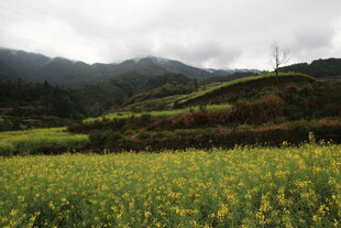 山间油菜花海美景