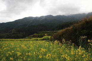 山间黄花盛放的美丽田野
