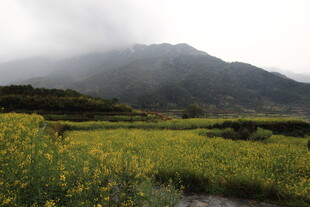 山间黄花田 云雾绕青山