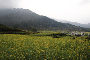 山间油菜花田美景