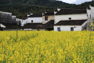 金黄油菜田旁的古朴村落
