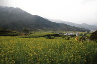 山间油菜花海田园风光