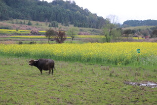 田野间的水牛与金黄花田