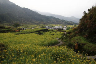 山间黄花盛放的田园美景