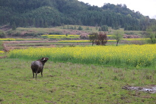 田野中漫步的牛