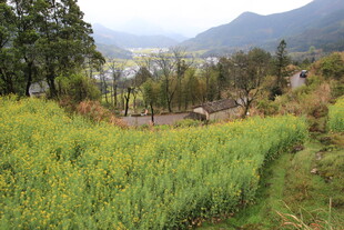 山间油菜田 自然好风光