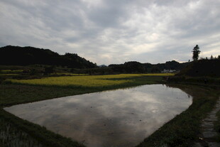 田园水田风光 静谧美好