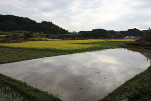 田园水田与金黄田野风光