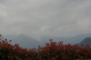 雾中红植与远山景致