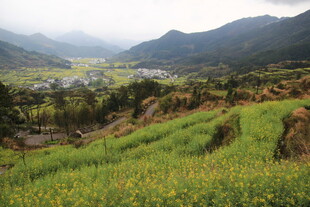 山间春日油菜田美景