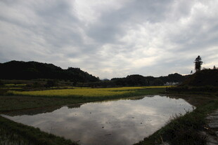 乡村水田畔的静谧景致