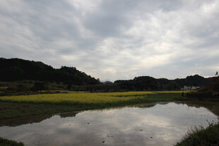 乡村水田畔的静谧风光