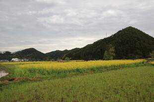 田园风光中的金黄田野