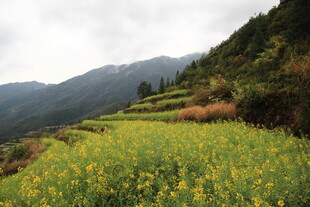 山间油菜花海田园美景