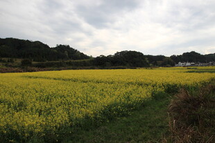 金黄油菜田 田园风光美