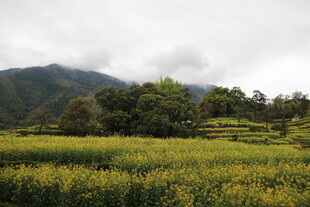 山间油菜田 绿意与金黄交织