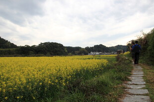 漫步油菜花海小径