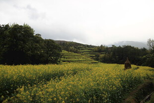 金黄油菜花田中的漫步身影