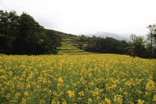 金黄油菜花田的田园风光
