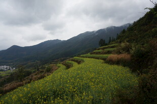 山间油菜田 绿意盎然