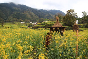 春日田野间的美丽风光