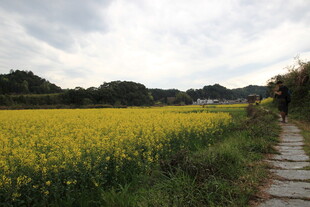 乡间小径旁的金黄油菜花田