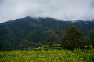 山间油菜田的朦胧景致
