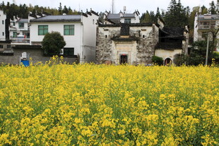 春日油菜田旁的古朴民居