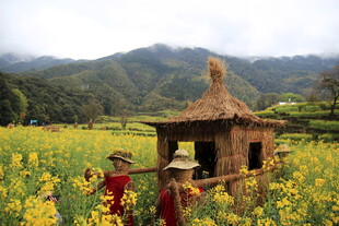 田园小屋旁的烂漫花田